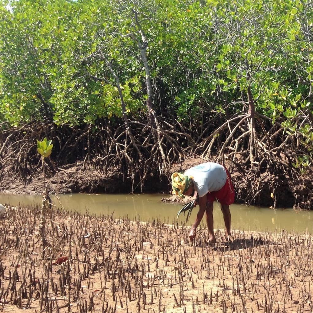 Ecologi madagascar planting 1