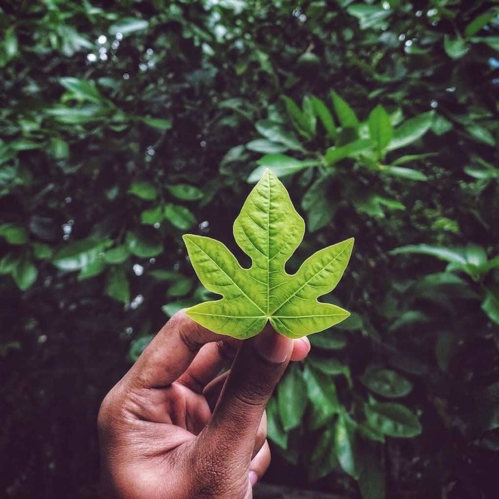 Man holding leaf